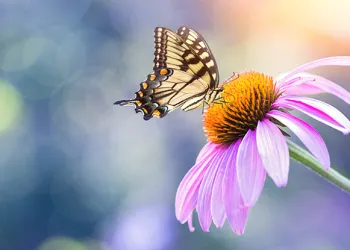 Çiçek Fotoğrafı Çekmenin Püf Noktaları