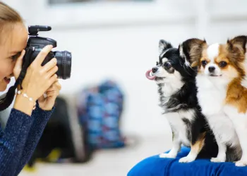 Evcil Hayvan Fotoğrafı Çekerken Dikkat Edilecekler