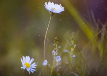 Fotoğrafta Diyafram