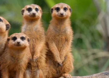 Hayvan Portresi Çekmenin 8 Püf Noktası