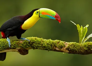 Kuş Fotoğrafçılığı İçin 4 Önemli Öneri