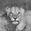 National Geographic Seyahat Fotoğrafları Yarışmasının Kazananları