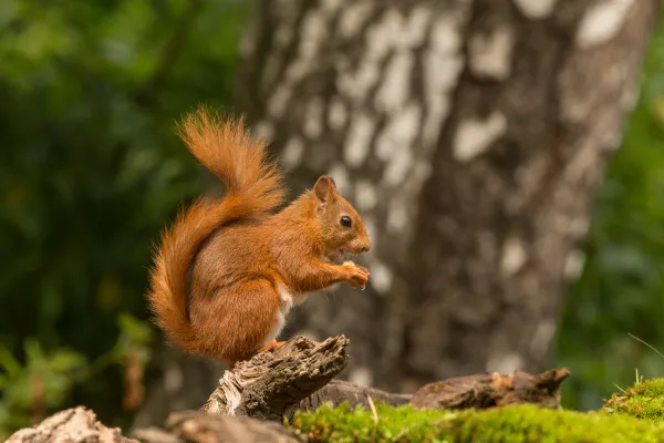 Belgesel Fotografciligi Dersi 2