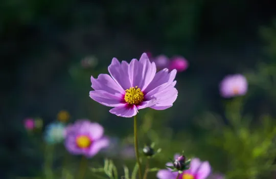 Cicek Fotografi Cekimi Workshop 1