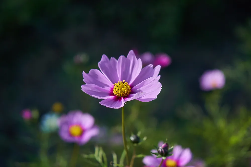 Cicek Fotografi Cekimi Workshop