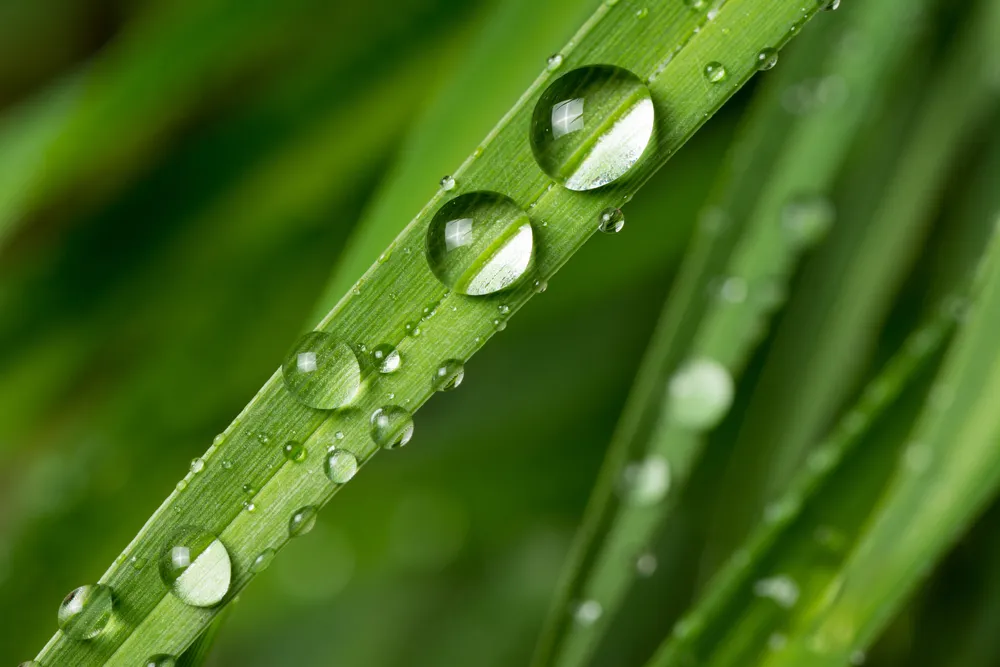 Damla Fotografi Cekimi