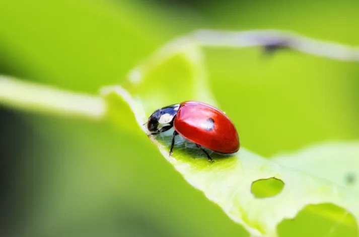 Focus Stacking Kursu