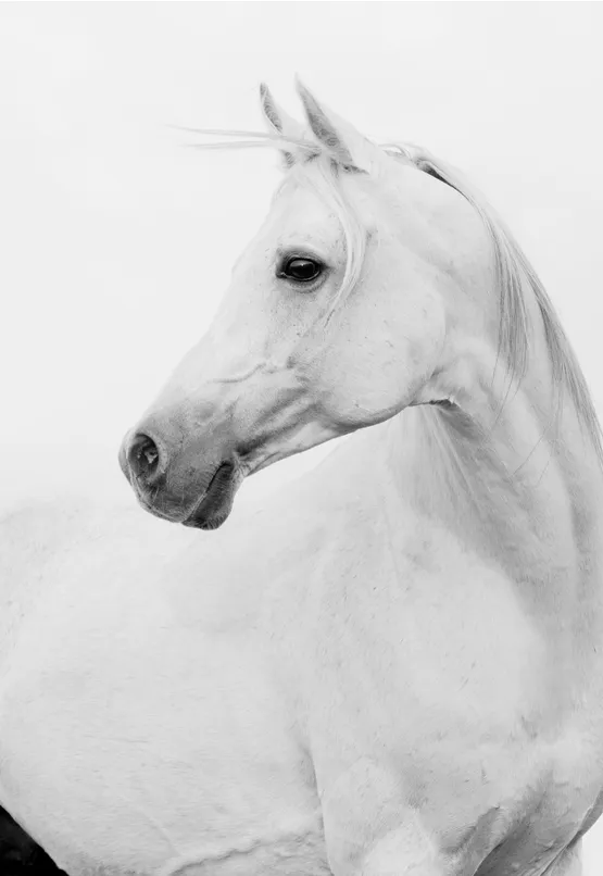 High Key Cekim Kursu 1