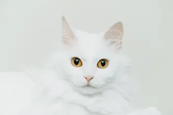 High Key Çekim Tekniği Atölyesi