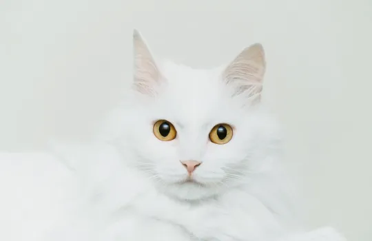 High Key Cekim Teknigi Atolyesi 1