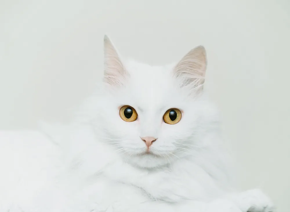 High Key Cekim Teknigi Atolyesi