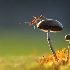 Macro Fotoğraf Atölyesi