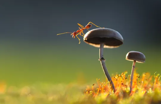 Macro Fotograf Atolyesi 1