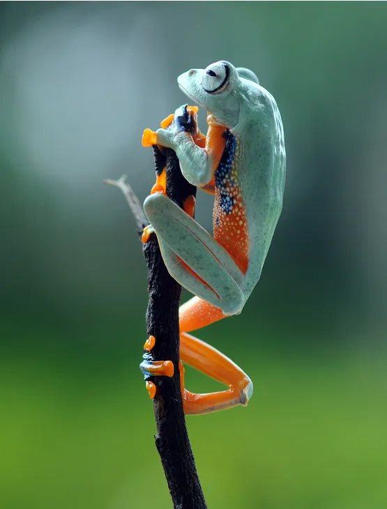 Macro Fotografcilik Kursu