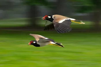Pan Çekim Tekniği Workshop