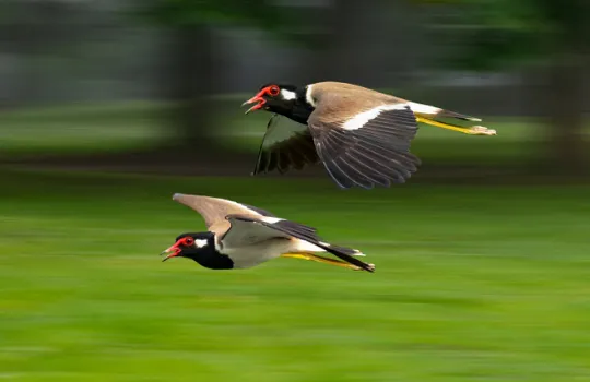 Pan Cekim Teknigi Workshop 3