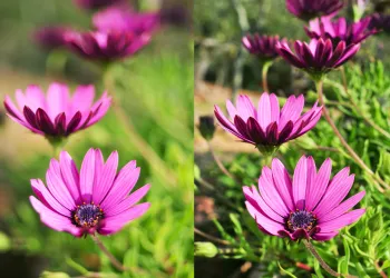 Bulanık Fotoğraf Netleştirme – Ücretsiz Uygulamalar