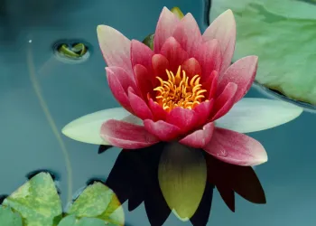 Çiçek Fotoğrafları – Bu Güzel Karelerin Nasıl Çekildiğini Biliyor musunuz?