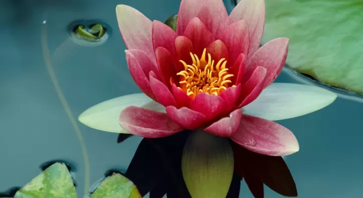 Çiçek Fotoğrafları – Bu Güzel Karelerin Nasıl Çekildiğini Biliyor musunuz?