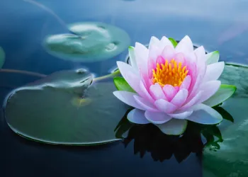 En Güzel Çiçek Resimleri