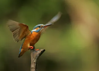 Enstantane – Tanımı ve Kullanımı