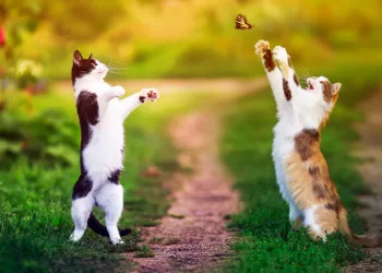 Eğlenceli Hayvan Resimleri - Eğlenmeye Hazır Olun!