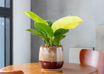 Galaxy Expert Raw Uygulaması ile Profesyonel Fotoğrafçılık