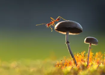 Makro Fotoğrafçılık Kursu – Fotoğrafçılıkta Yeni Bir Perspektif Kazanın!