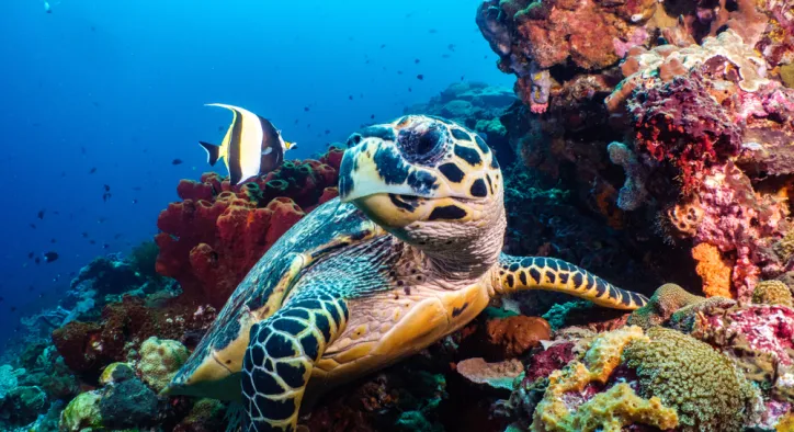 National Geographic Seyahat Fotoğrafları Yarışmasının Kazananları